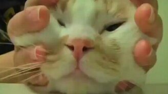 Массаж морды - смотреть видео (1:24)