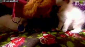 Котят приютила овчарка - смотреть видео (2:27)