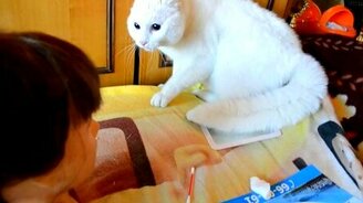 Кот против головы манекена - смотреть видео (1:38)