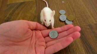 Умненькая мышка - смотреть видео (0:33)