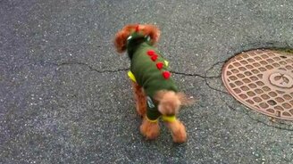 Пудель бегает на двух лапках - смотреть видео (0:18)