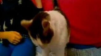 Кошка с кнопкой - смотреть видео (0:37)