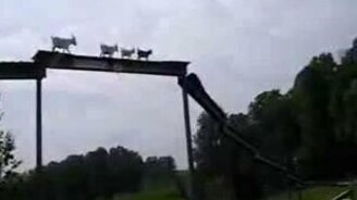 Мостик для коз - смотреть видео (1:05)