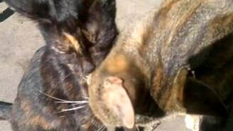 Лижут друг друга - смотреть видео (0:46)