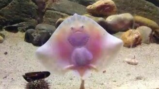 Маленький забавный скат - смотреть видео (0:42)