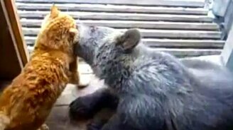 Кот против медведя - смотреть видео (2:16)