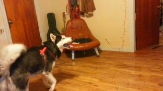 Хаски против вертолётика - смотреть видео (1:17)