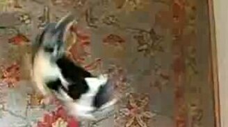 Собака как юла - смотреть видео (2:28)