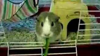 Хомяк кушает - смотреть видео (0:38)