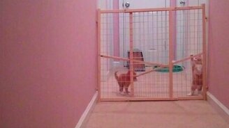 Побег двух котят - смотреть видео (1:08)