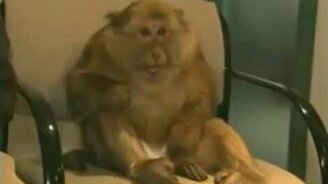 Обезьянка чихнула - смотреть видео (0:05)