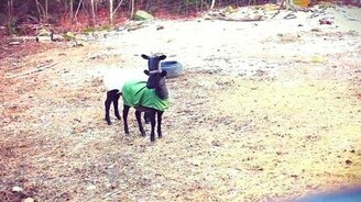 Бараны-крикуны - смотреть видео (0:29)