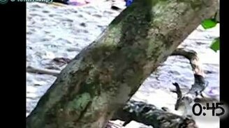 Обезьяны-воришки - смотреть видео (0:53)