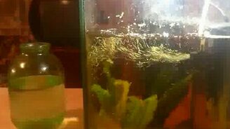 Черепашка-сёрфингист - смотреть видео (2:37)