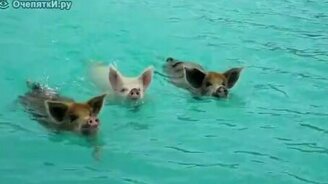 Три синхронных пловца - смотреть видео (0:39)