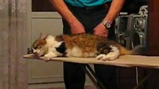 Спа для кошки по-русски - смотреть видео (2:28)