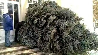 Как занести ёлку в Дом культуры - смотреть видео (11:47)