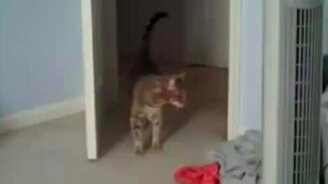 Подборка кошачьих испугов - смотреть видео (4:15)