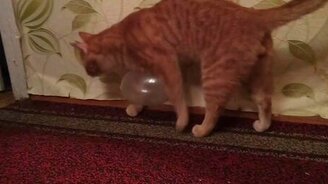 Кот и статическое электричество - смотреть видео (2:59)