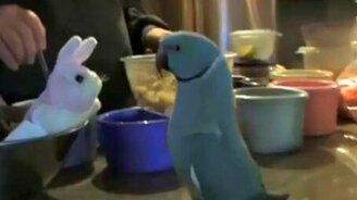 Попугай общается с мягкой игрушкой - смотреть видео (1:35)