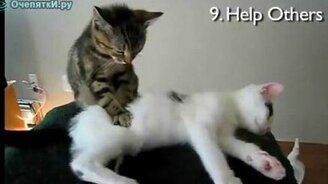 Новогодние кошки - смотреть видео (1:03)