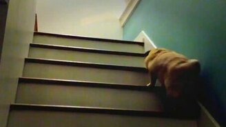 Мопс-попрыгун - смотреть видео (0:07)