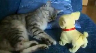 Вставай, кот! - смотреть видео (1:23)