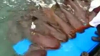 Мужчина приручил стаю акул - смотреть видео (1:58)