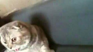 Ты собака? - смотреть видео (0:22)