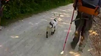 Позитивный козлик - смотреть видео (0:42)