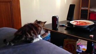 Напористый котёнок - смотреть видео (0:25)