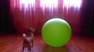 Как достать игрушку с гимнастического мяча - смотреть видео (0:30)