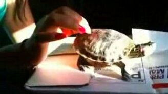 Танцующая черепаха - смотреть видео (0:21)