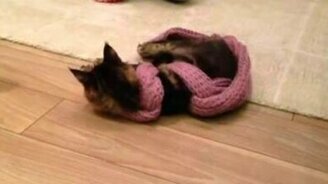 Обезоружили кота - смотреть видео (1:41)