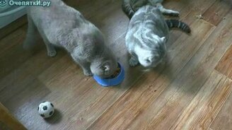 Коты никак не поделят еду - смотреть видео (0:40)