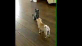Нахальный котёнок и мопсик - смотреть видео (0:42)