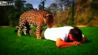 Мой друг-леопард - смотреть видео (1:49)