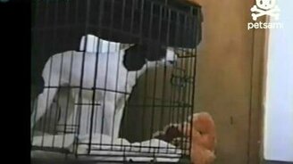 Вызволил из клетки мальца - смотреть видео (0:44)