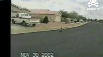 Попугай катается на крыше авто - смотреть видео (0:36)