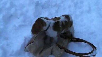 Пёсик и сумка на снегу - смотреть видео (0:31)