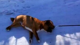 Щенок гуляет волоком - смотреть видео (0:28)