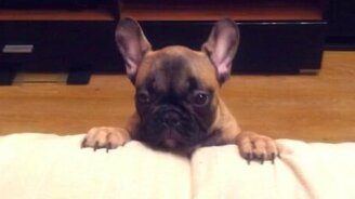 Хочу на кровать! - смотреть видео (1:12)