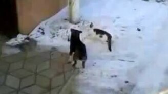 Собака переносит кота через дорогу - смотреть видео (1:11)