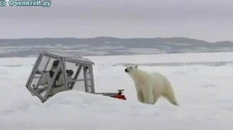 Наедине с полярным мишкой - смотреть видео (1:42)