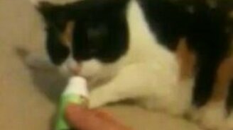 Капризный котик принимает лекарство - смотреть видео (0:25)