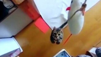 Прыгучий котик - смотреть видео (1:08)