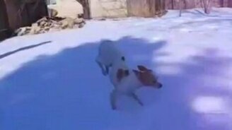 Собачка не любит снег - смотреть видео (0:37)