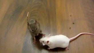 Умненькие мышки - смотреть видео (2:40)