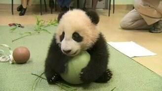 Милый медвежонок панды - смотреть видео (0:55)