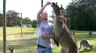 А кенгуру огромный! - смотреть видео (1:45)